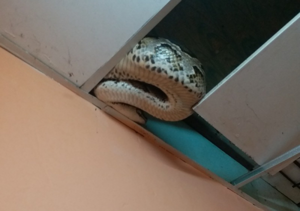 Unexpected visit by python to resident’s house, HCM City -0