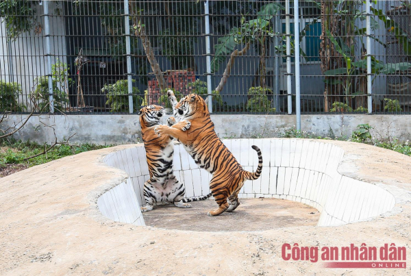 Meet the rescued tigers at Hanoi Animal Rescue Center -0