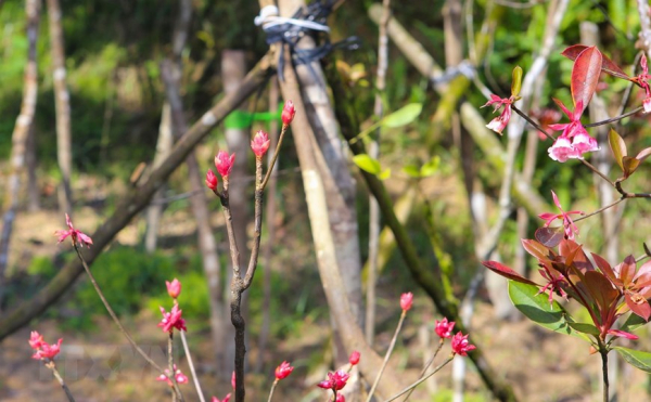 Charming bell-shaped peach blossoms at Ba Na Hills -2