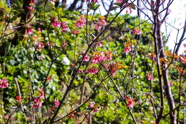 Charming bell-shaped peach blossoms at Ba Na Hills -4