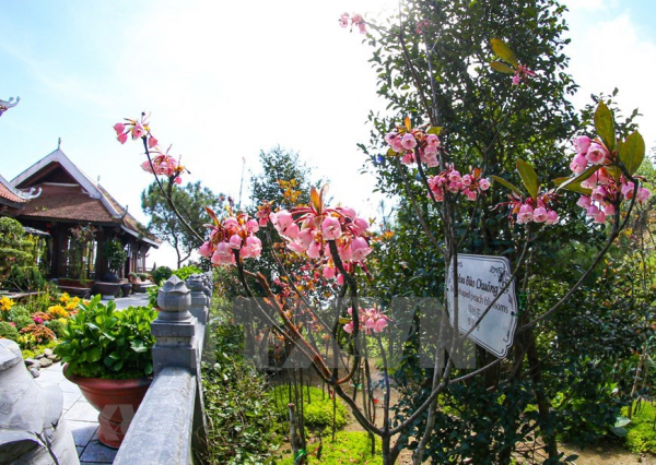 Charming bell-shaped peach blossoms at Ba Na Hills -5