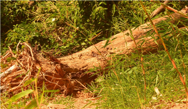 Báo cáo Bộ Quốc phòng vụ phá rừng đặc dụng làm đường khi chưa chuyển đổi -0