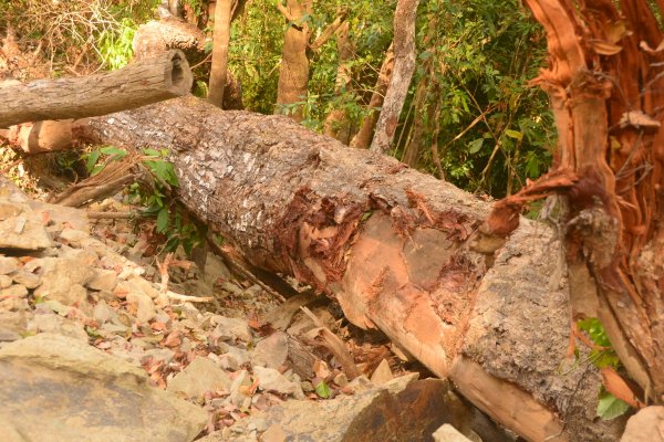 Vụ phá rừng làm đường, hàng trăm m3 gỗ đã đi đâu? -0