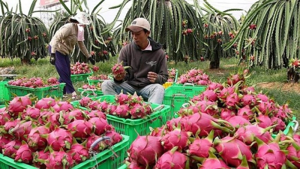 Cần chuẩn hóa vấn đề chất lượng nông sản xuất khẩu sang Trung Quốc -0