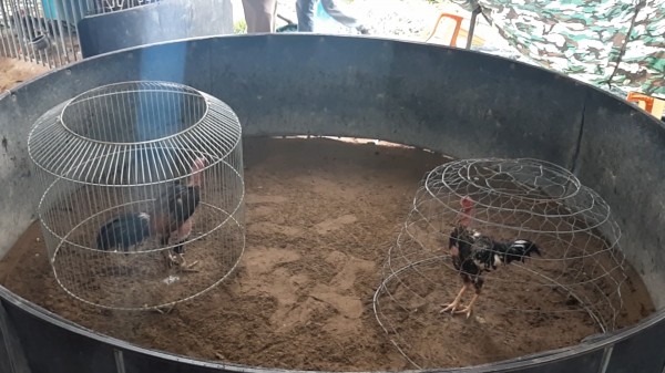 Cảnh sát hình sự vây bắt hàng chục con bạc tại sới gà lớn ở Huế -0