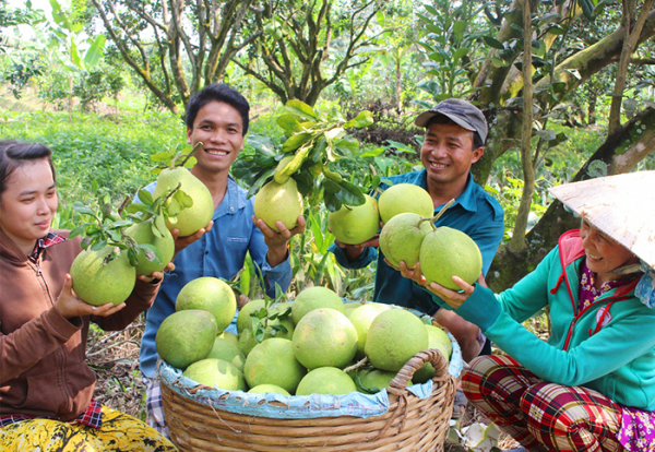 Bài toán đầu ra cho nông sản Tây Nam Bộ -0