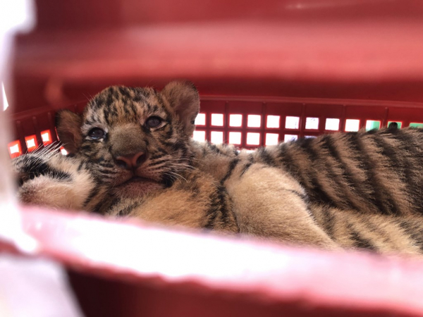 Vườn Quốc gia Phong Nha-Kẻ Bàng tiếp nhận 7 con hổ Đông Dương -0