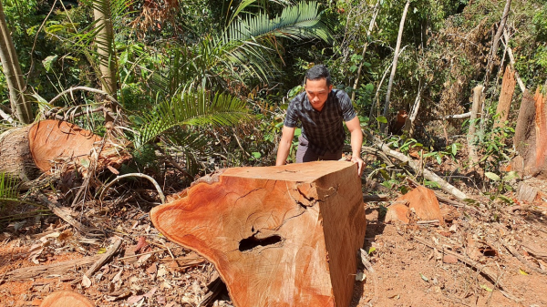Phát hiện vụ phá rừng quy mô lớn tại Kon Tum -1