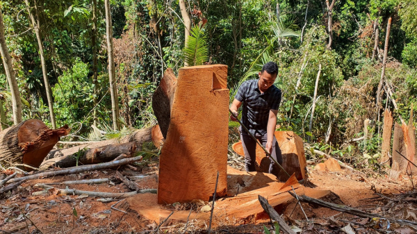 Phát hiện vụ phá rừng quy mô lớn tại Kon Tum -2