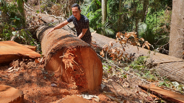 Phát hiện vụ phá rừng quy mô lớn tại Kon Tum -4