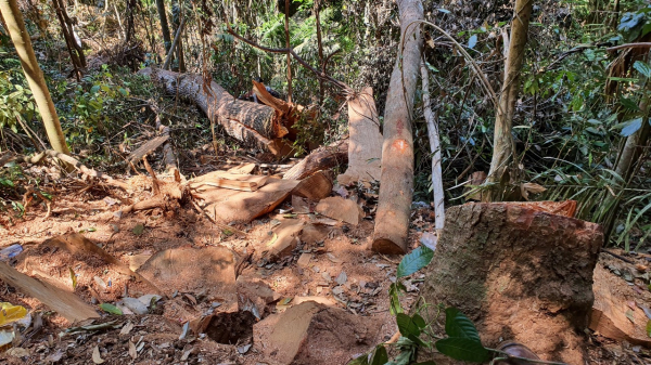 Phát hiện vụ phá rừng quy mô lớn tại Kon Tum -0