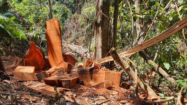 Phát hiện vụ phá rừng quy mô lớn tại Kon Tum -1