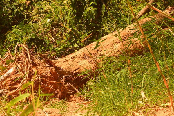 Chuyển hồ sơ vụ phá rừng tại VQG Bidoup – Núi Bà sang cơ quan điều tra hình sự quân đội -0