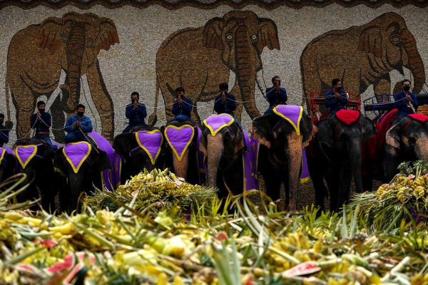 60 chú voi được chiêu đãi tiệc buffet trái cây - 0