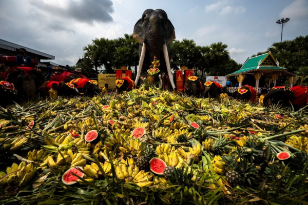 60 chú voi được chiêu đãi tiệc buffet trái cây - 1