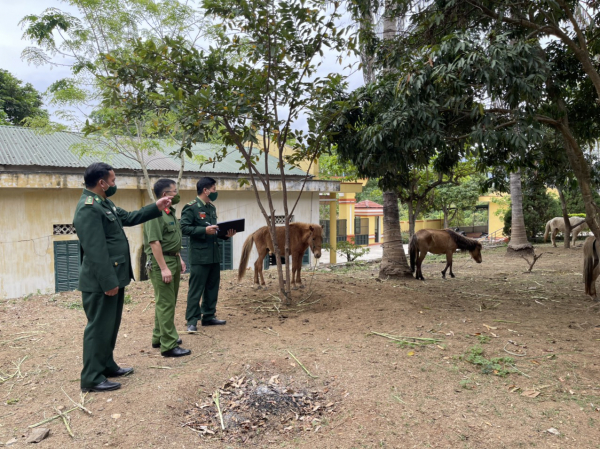 Ngăn chặn tình trạng vận chuyển trái phép gia súc qua biên giới Sơn La -0