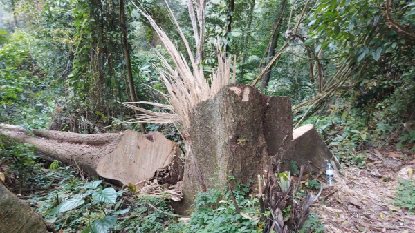 Một vụ phá rừng có mục đích ở Nghệ An -0