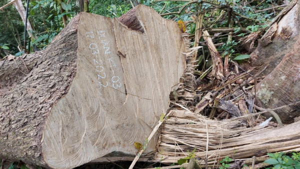Một vụ phá rừng có mục đích ở Nghệ An -0