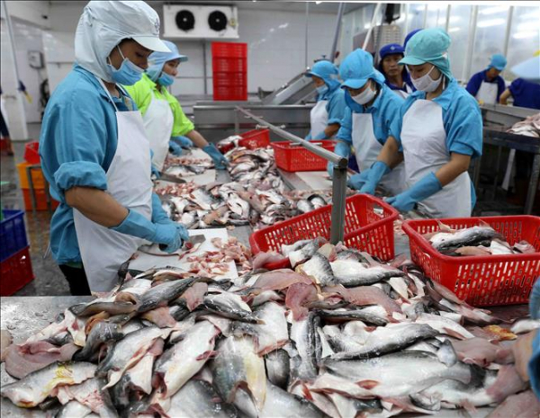 Tra fish exports record strong recovery in early 2022 -0