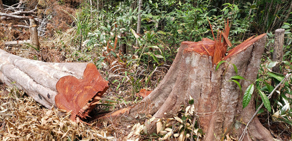 Xác định thiệt hại vụ phá rừng, khai thác rừng trái phép tại Gia Lai -0