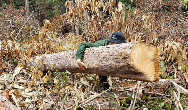Xác định thiệt hại vụ phá rừng, khai thác rừng trái phép tại Gia Lai -1