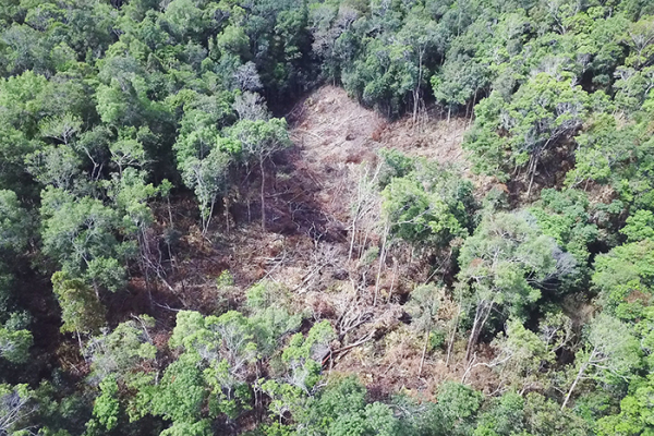 Xác định thiệt hại vụ phá rừng, khai thác rừng trái phép tại Gia Lai -0