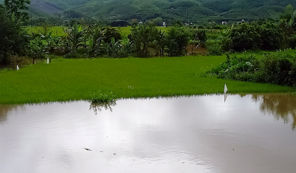 Mưa lớn, hơn 20.000ha lúa, hoa màu tại Quảng Nam bị thiệt hại, Quảng Ngãi cấm biển -0
