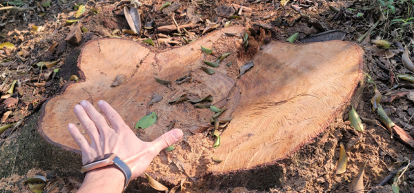 Lợi dụng tận thu gỗ chết để triệt hạ hàng loạt cây Lim xanh -0
