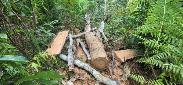 Lợi dụng tận thu gỗ chết để triệt hạ hàng loạt cây Lim xanh -0