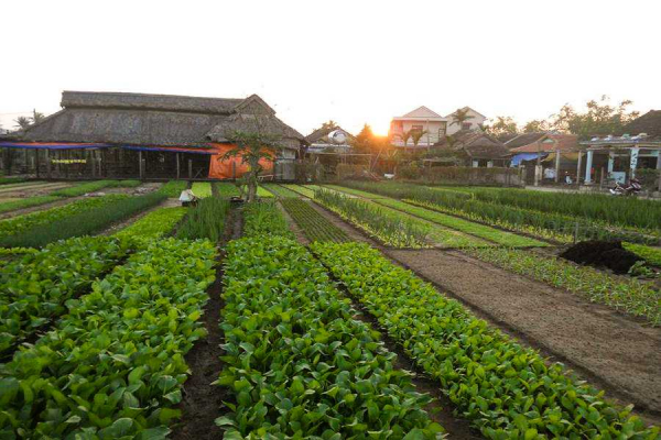 Tra Que vegetable farming listed as national intangible cultural heritage -0
