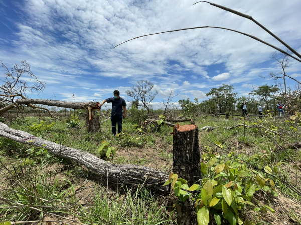 Tạm giữ 4 đối tượng trong vụ phá gần 400ha rừng tại Đắk Lắk -0