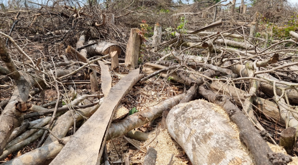Hơn 10 héc-ta rừng tự nhiên phục hồi ở Quảng Trị bị chặt trắng -0