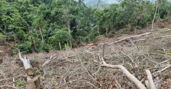 Hơn 10 héc-ta rừng tự nhiên phục hồi ở Quảng Trị bị chặt trắng -1