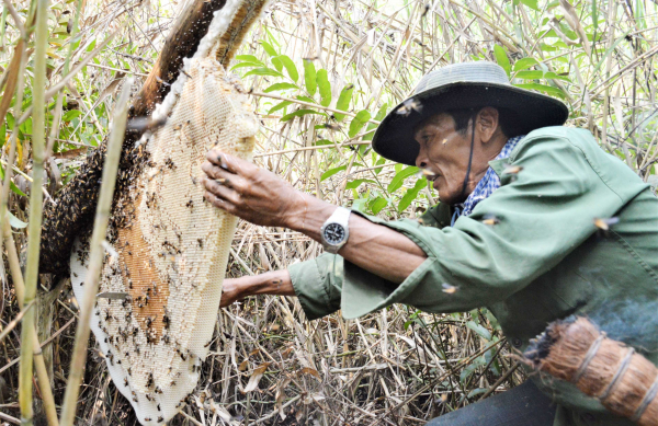 Cận cảnh tổ ong mật xác lập kỷ lục lớn nhất Việt Nam -0