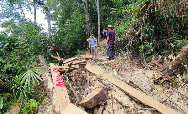 Đề nghị làm rõ việc giảm 2.850ha rừng tự nhiên tại Quảng Nam -0