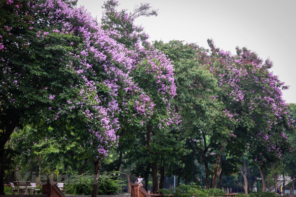 Giant crape-myrtle flowers marks summer arrival in Hanoi  -1