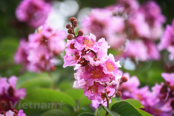 Giant crape-myrtle flowers marks summer arrival in Hanoi  -6