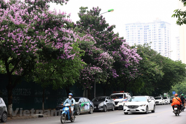 Giant crape-myrtle flowers marks summer arrival in Hanoi  -9