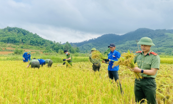 Công an giúp người dân thu hoạch lúa chạy mưa lốc -0