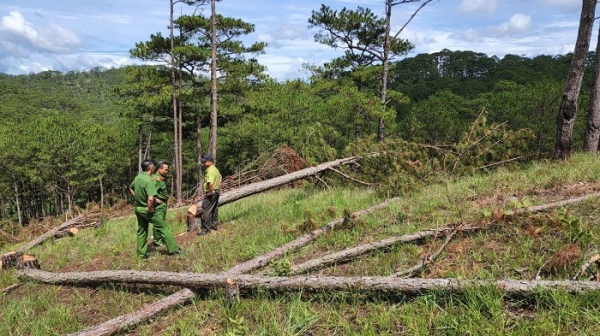 Táo tợn cưa hạ 400 cây thông ở Đà Lạt -0
