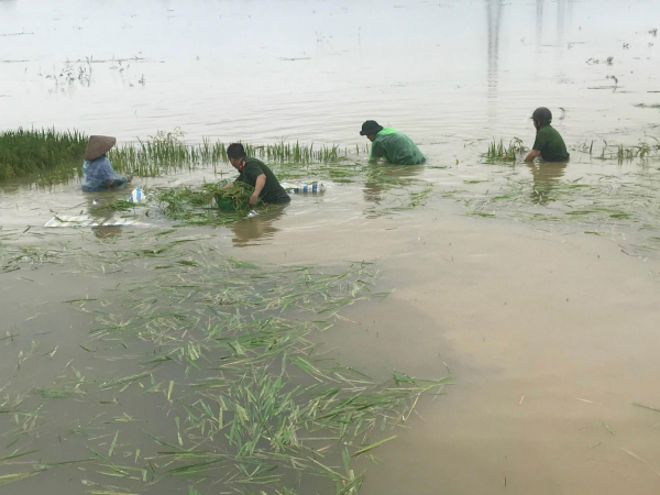 Giúp dân gặt lúa sau đợt mưa lớn kéo dài -1
