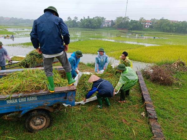Giúp dân gặt lúa sau đợt mưa lớn kéo dài -2