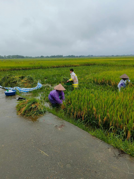 Giúp dân gặt lúa sau đợt mưa lớn kéo dài -0