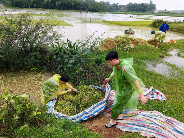 Giúp dân gặt lúa sau đợt mưa lớn kéo dài -3