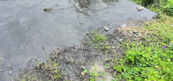 Đà Nẵng:  Xử phạt chủ bãi tập kết than để nước thải than chảy ra môi trường “nhuộm đen” ruộng lúa -0