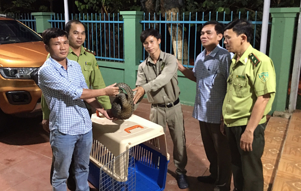 Chăm sóc cá thể tê tê Java quý hiếm bị thương tại Quảng Nam -0