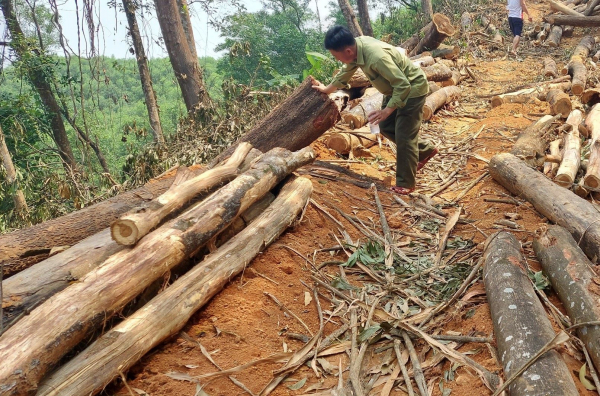 Xử phạt đối tượng đốn hạ cây gỗ trái phép giữa rừng trồng phòng hộ JBIC -0