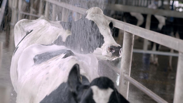 Vinamilk Green Farm – mô hình trang trại bò sữa phát triển bền vững -1