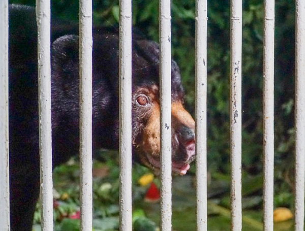 Giải cứu cá thể gấu đưa về Vườn Quốc gia Cát Tiên -0