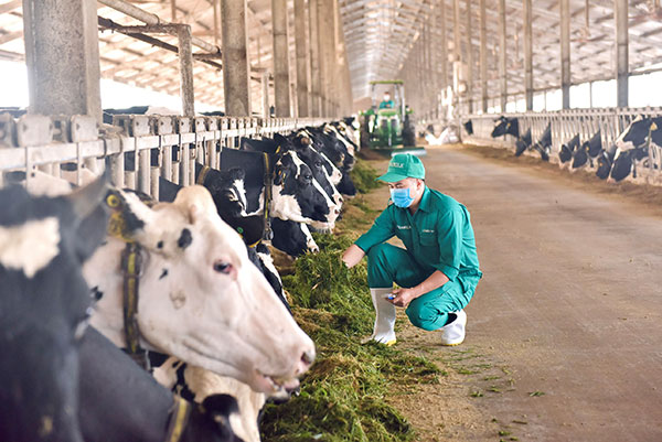 Mô hình phát triển bền vững “Vinamilk Green Farm” được chia sẻ tại hội nghị sữa toàn cầu -0